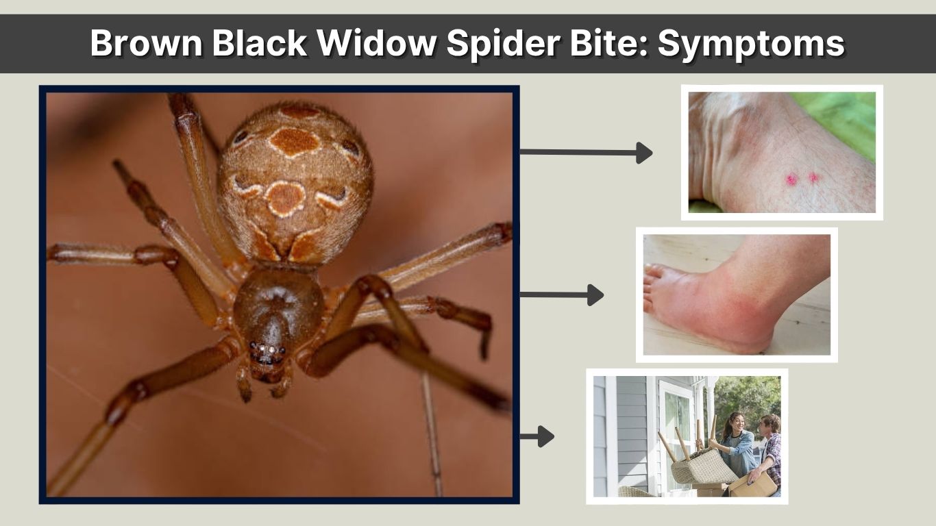 Brown Black Widow Spider Bite: Symptoms, Risks & Treatment