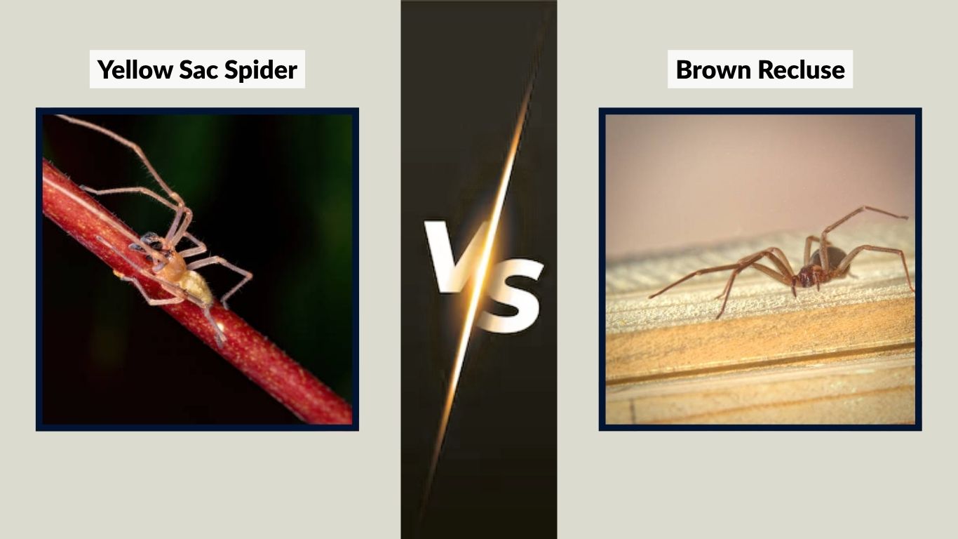 Yellow Sac Spider vs Brown Recluse: What is the Key Differences 