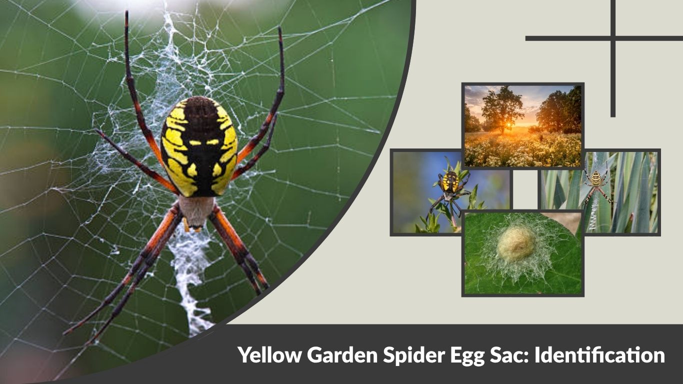 Yellow Garden Spider Egg Sac: Identification, Hatching & Facts