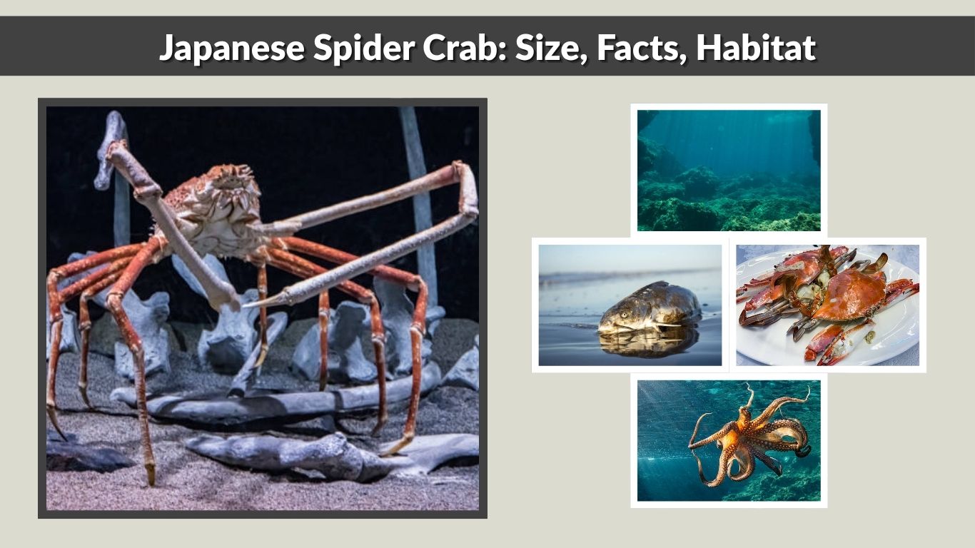 Japanese Spider Crab: Size, Facts, Habitat & Can You Eat It?