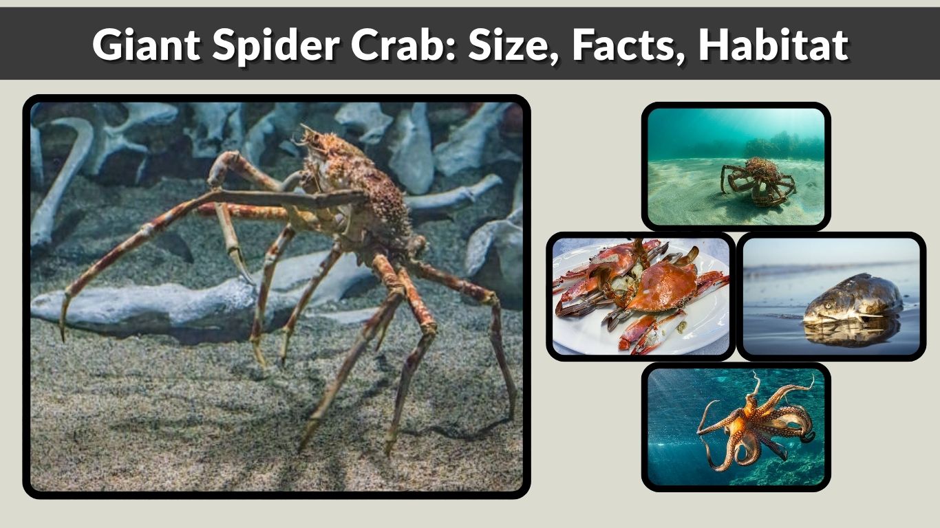 Giant Spider Crab: Size, Facts, Habitat & Is It Dangerous?
