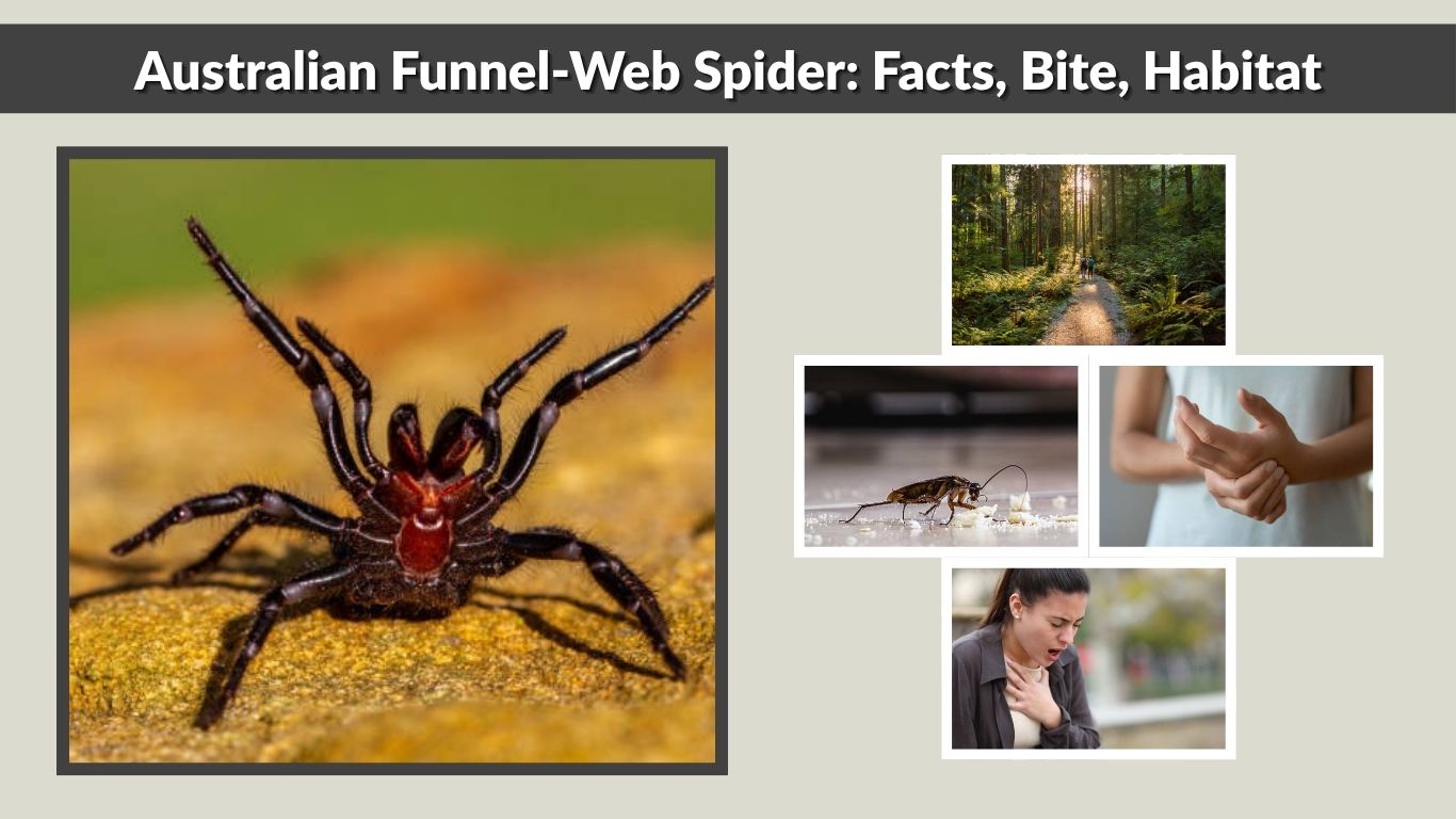 Australian Funnel-Web Spider: Facts, Bite, Habitat & Danger