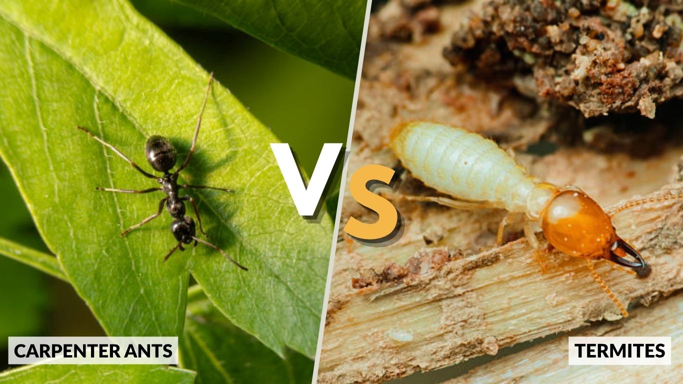 Carpenter Ants vs Termites: Key Differences & Damage Guide