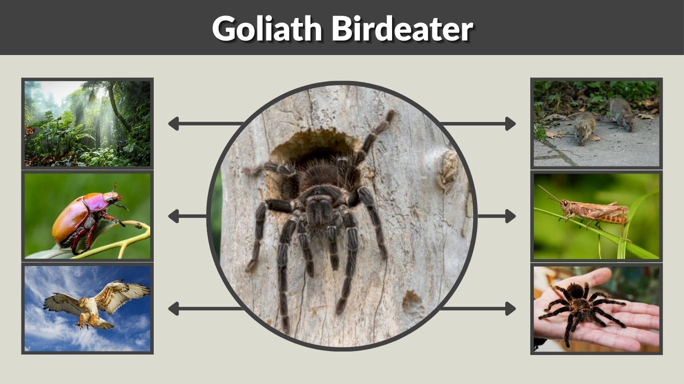 Goliath Birdeater: Facts, Size, Bite and Care Guide