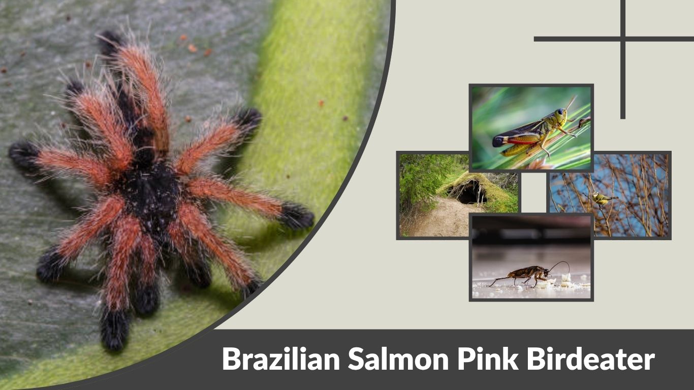 Brazilian Salmon Pink Birdeater Care, Size and Facts