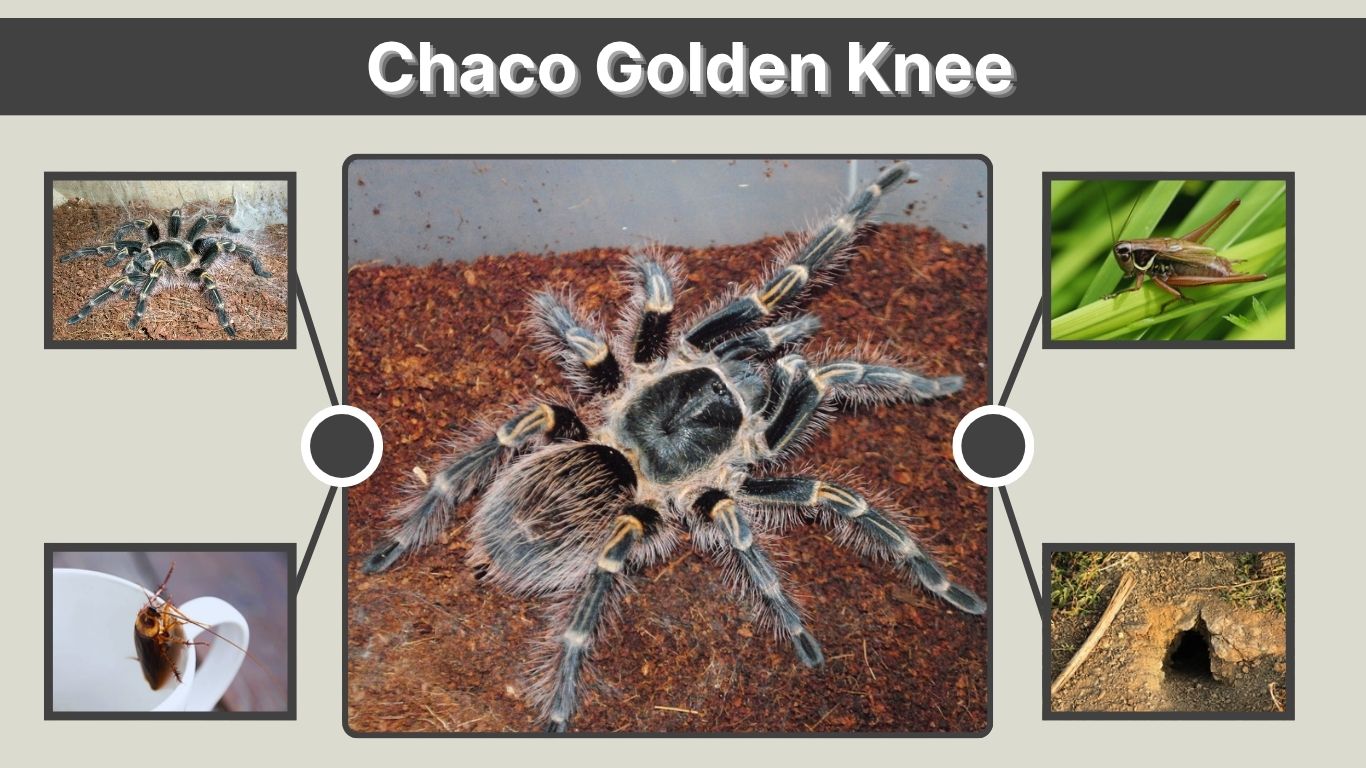 Chaco Golden Knee: Habitat, Size, Lifespan and Care Tips