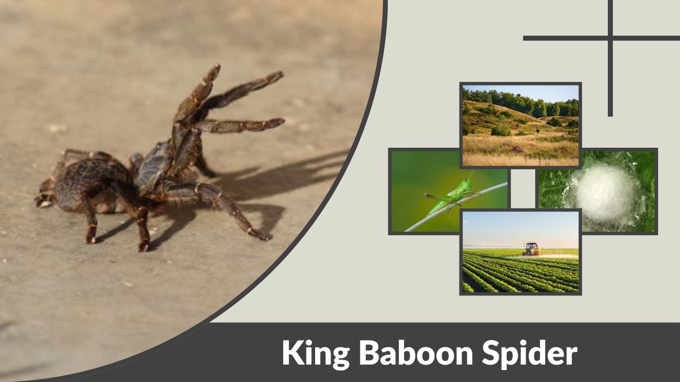 King Baboon Spider: Size, Habitat, Diet, Venom & Behavior