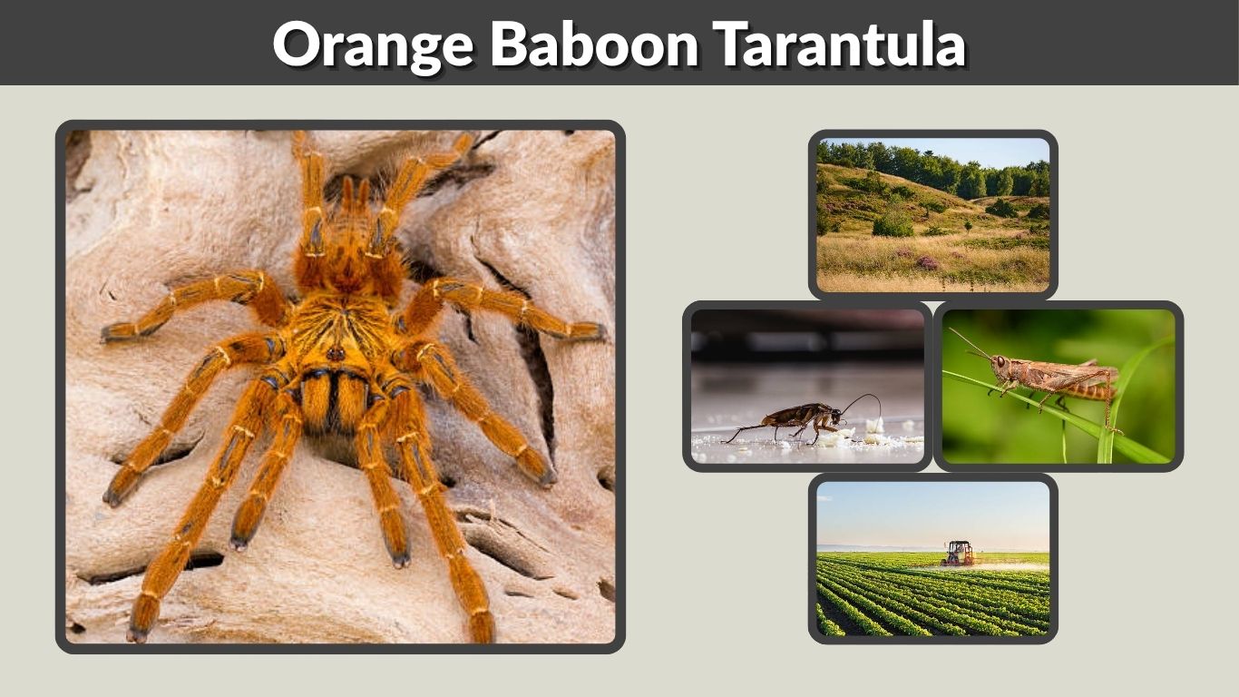 Orange Baboon Tarantula (OBT): Care, Size & Behavior Guide