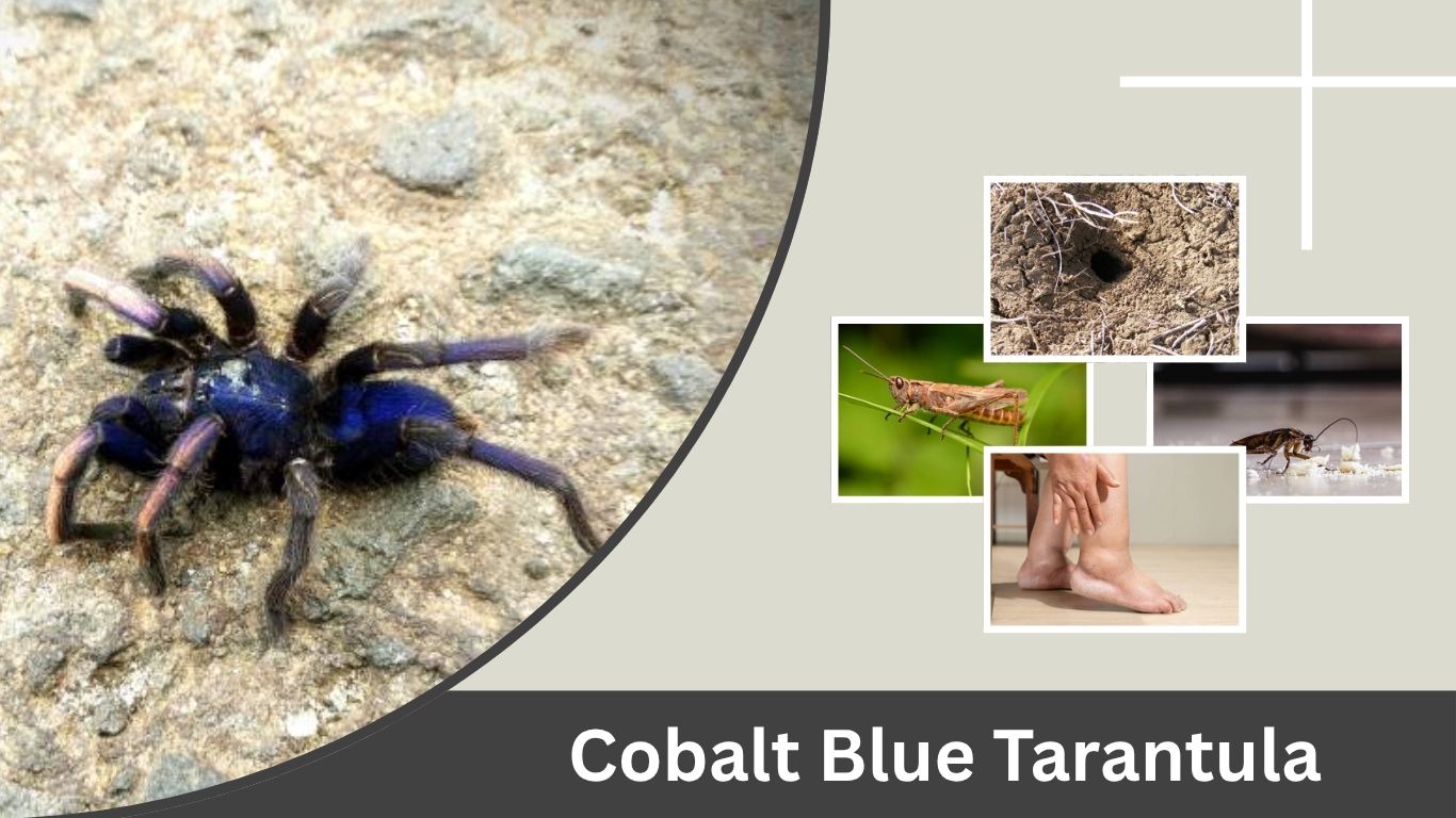 Cobalt Blue Tarantula Facts, Habitat, Diet, Care and Setup