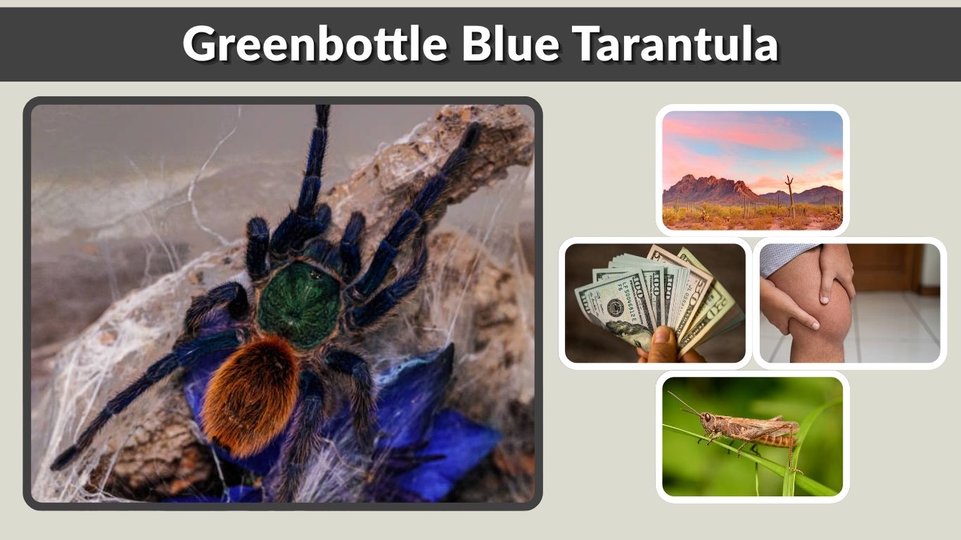 Greenbottle Blue Tarantula Care, Habitat, Diet and Facts