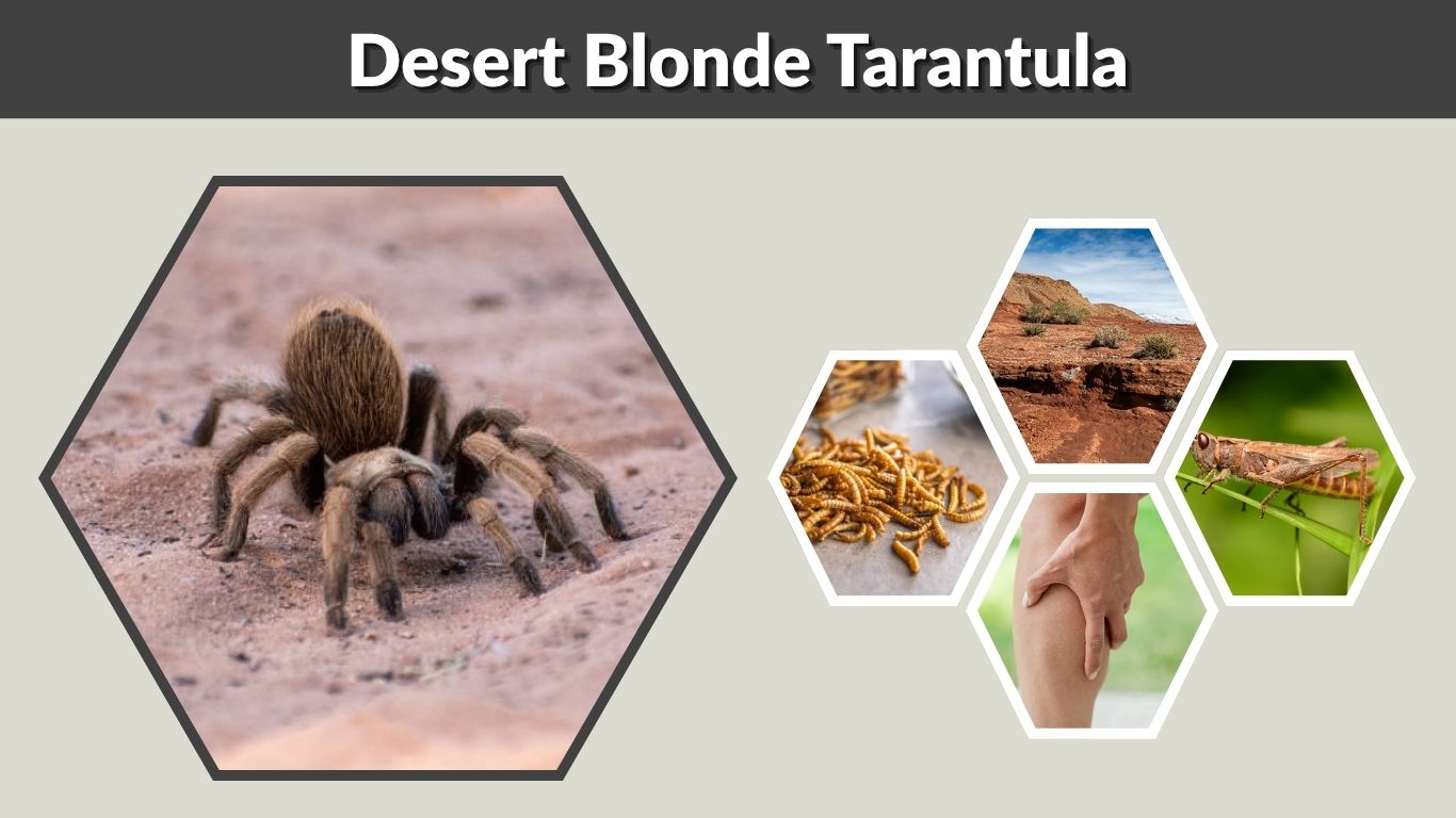 Desert Blonde Tarantula: Habitat, Behavior, Care and Facts