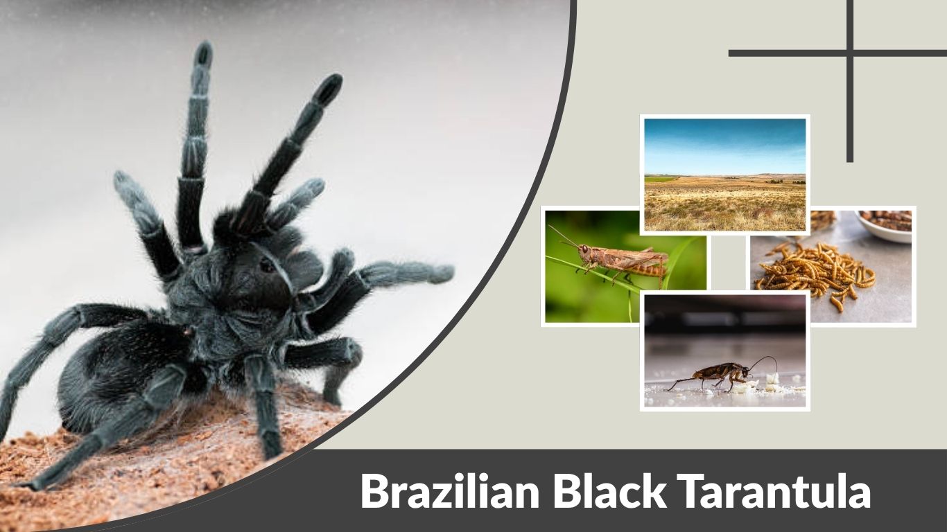 Brazilian Black Tarantula: Habitat, Lifespan, Care & Facts