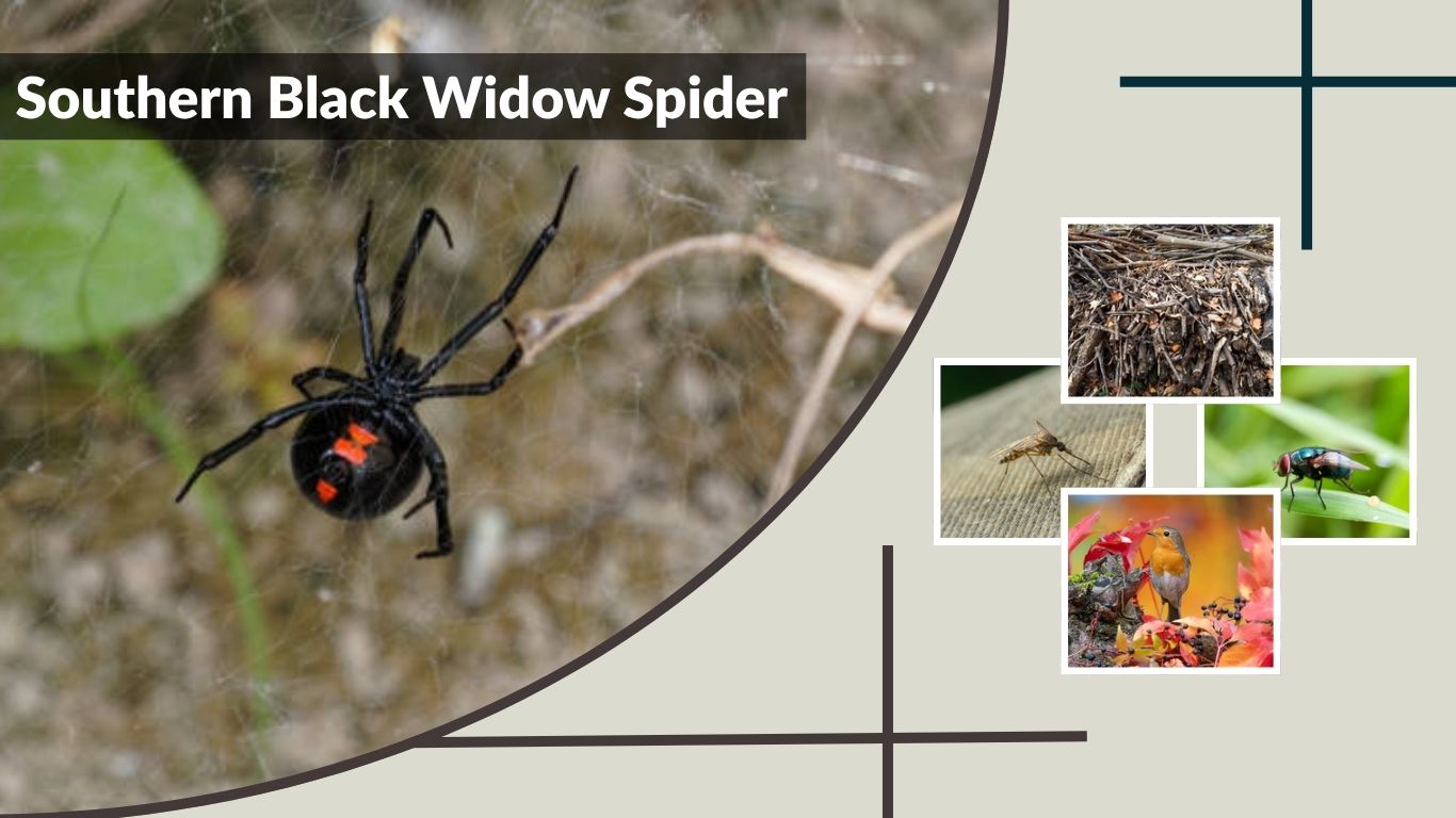 Southern Black Widow Spider: Bite, Facts & Safety Guide