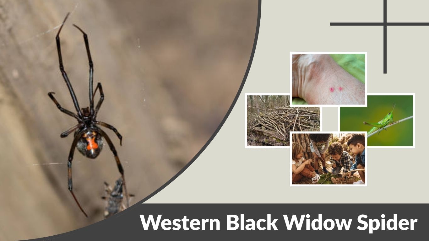Western Black Widow Spider: Bite, Habitat & Facts Guide