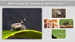 How Long Do Jumping Spiders Live? (Lifespan Guide)