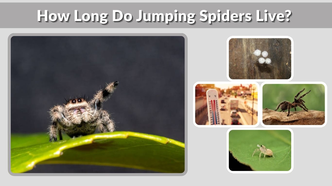 How Long Do Jumping Spiders Live? (Lifespan Guide)