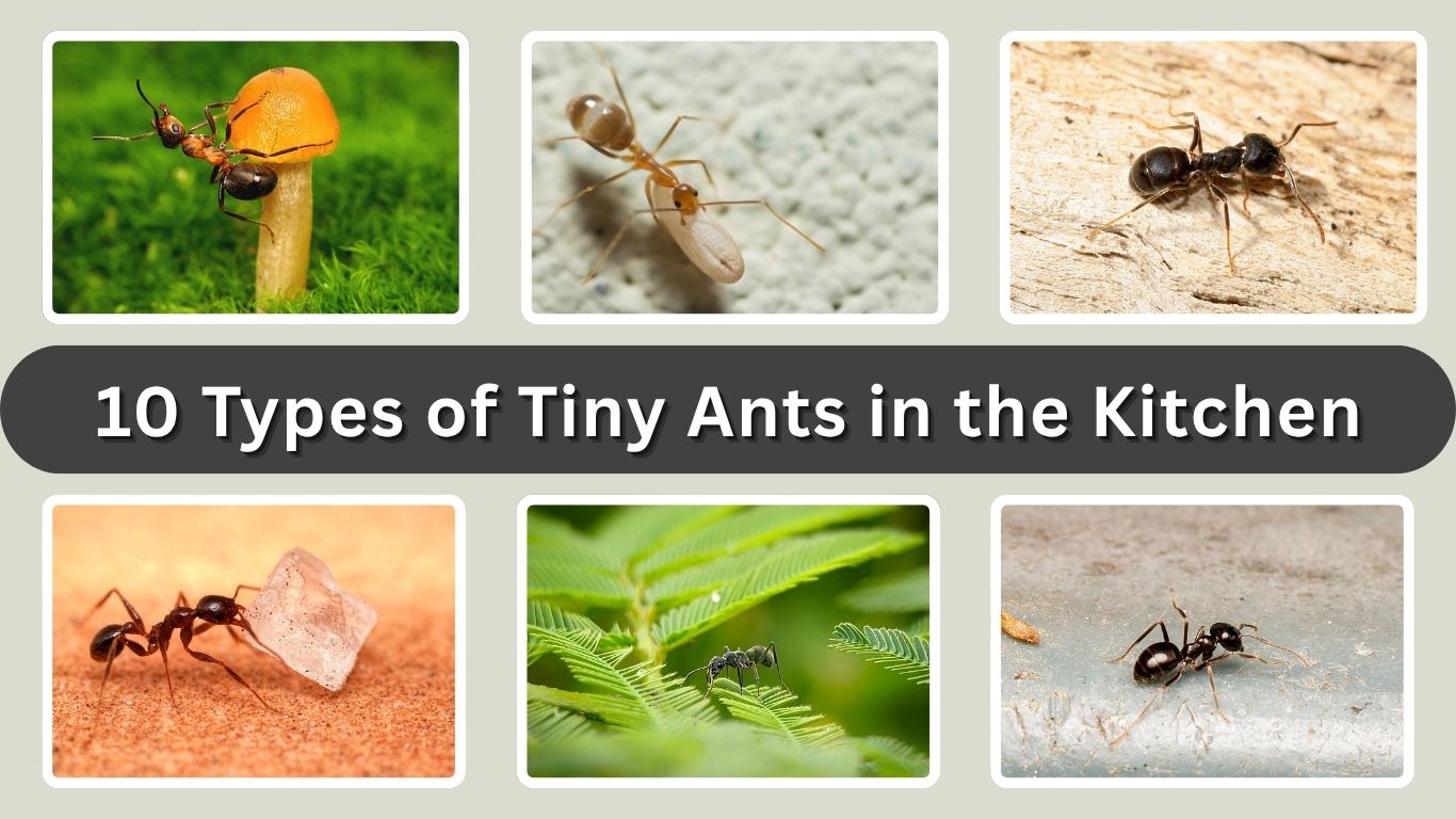 10 Types of Tiny Ants in the Kitchen: How to Get Rid of Them 