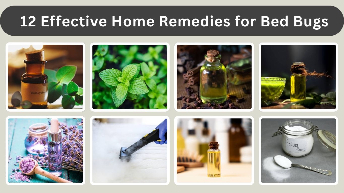 12 Effective Home Remedies for Bed Bugs That Actually Work