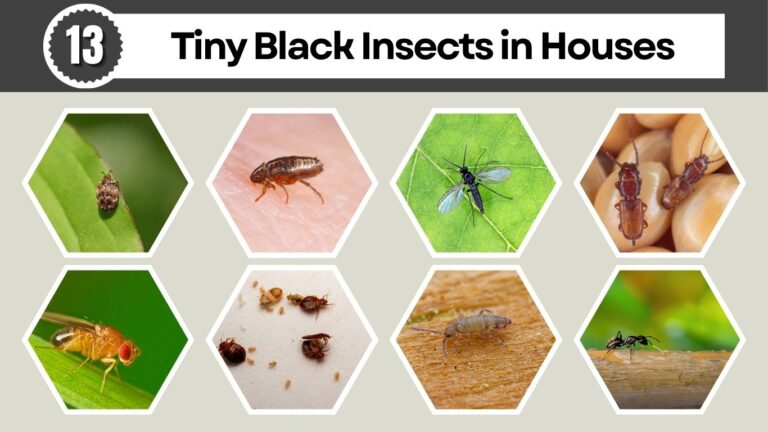 Black Bug Insect 13 Tiny Black Insects in Houses : Identification with Pictures