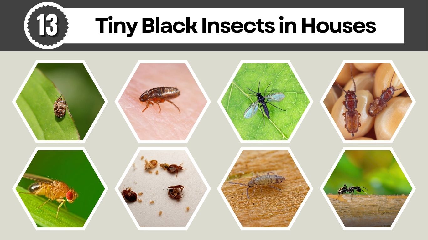 13 Tiny Black Insects in Houses : Identification with Pictures