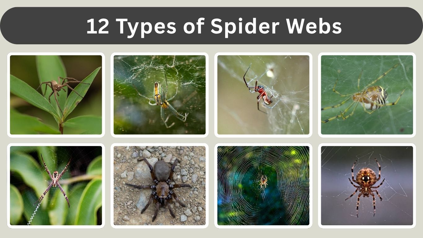 12 Types of Spider Webs: Identification With Pictures