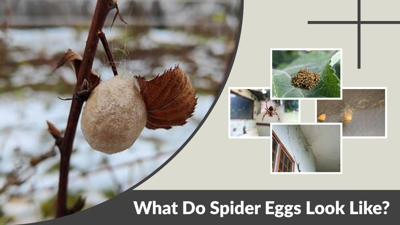 What Do Spider Eggs Look Like? Identification Guide