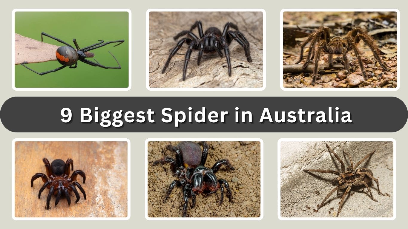 9 Biggest Spider in Australia: Identification with Pictures