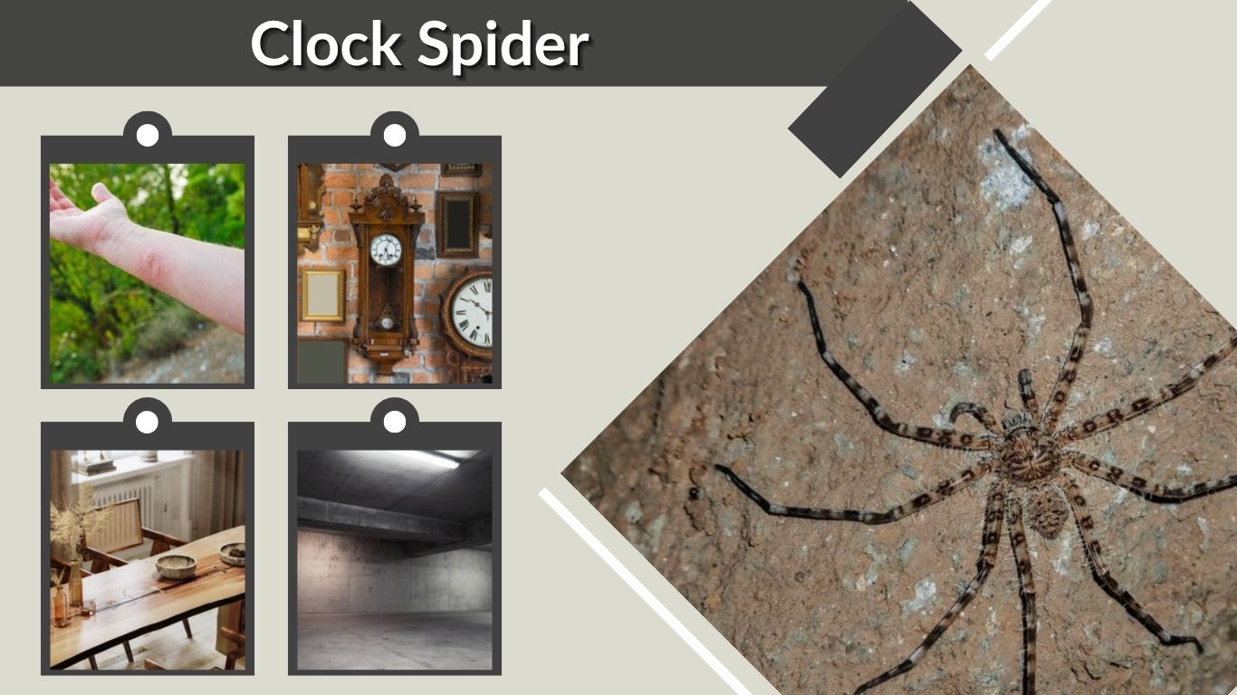 Clock Spider: Facts, Myths and Reality 