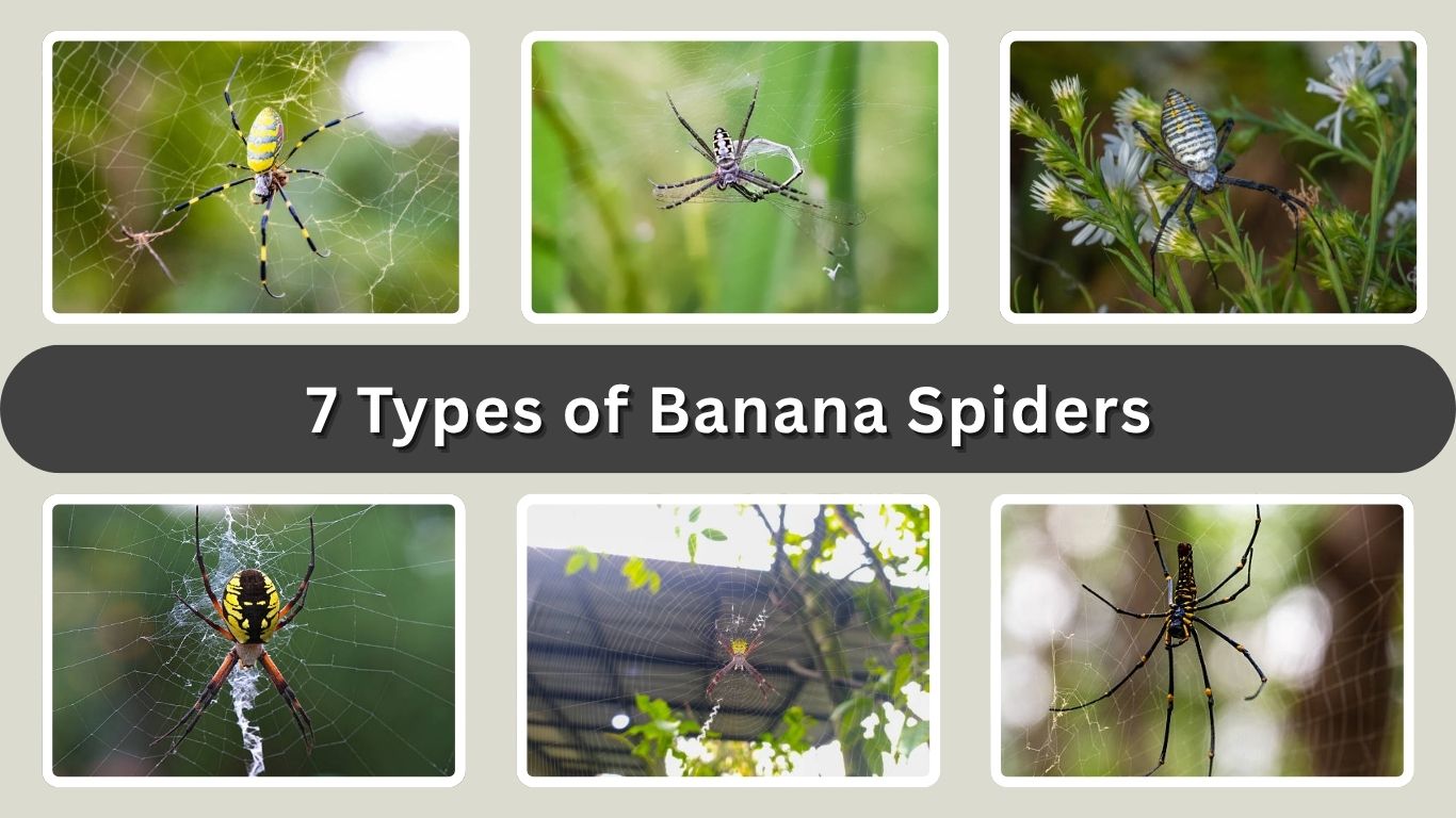 7 Types of Banana Spiders : Different Species Identification With Pictures
