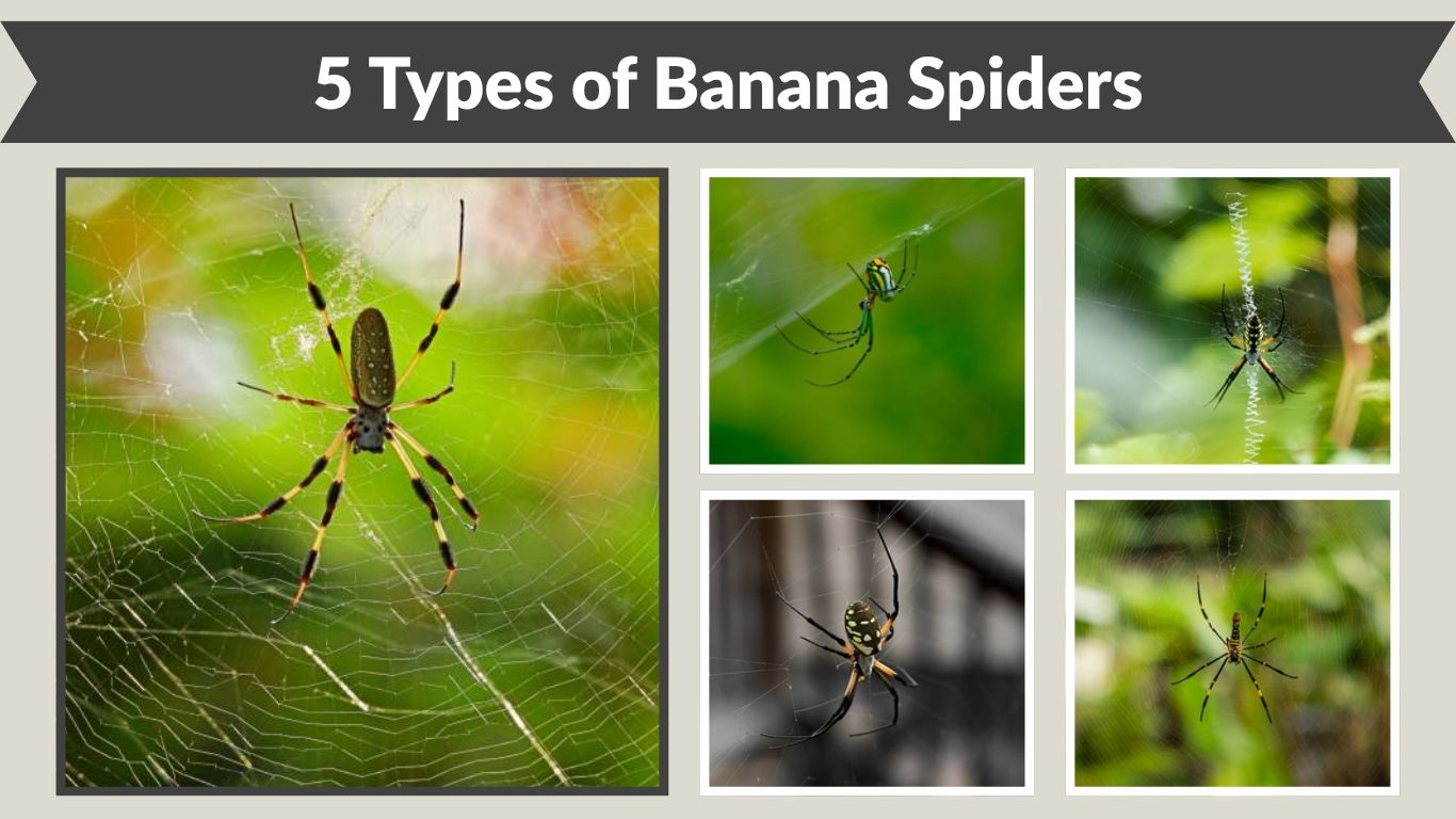 5 Types of Banana Spiders in Florida: Species Identification