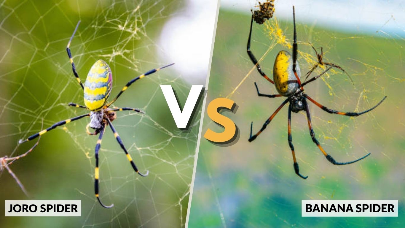 Joro Spider vs Banana Spider: Which Is Dangerous?