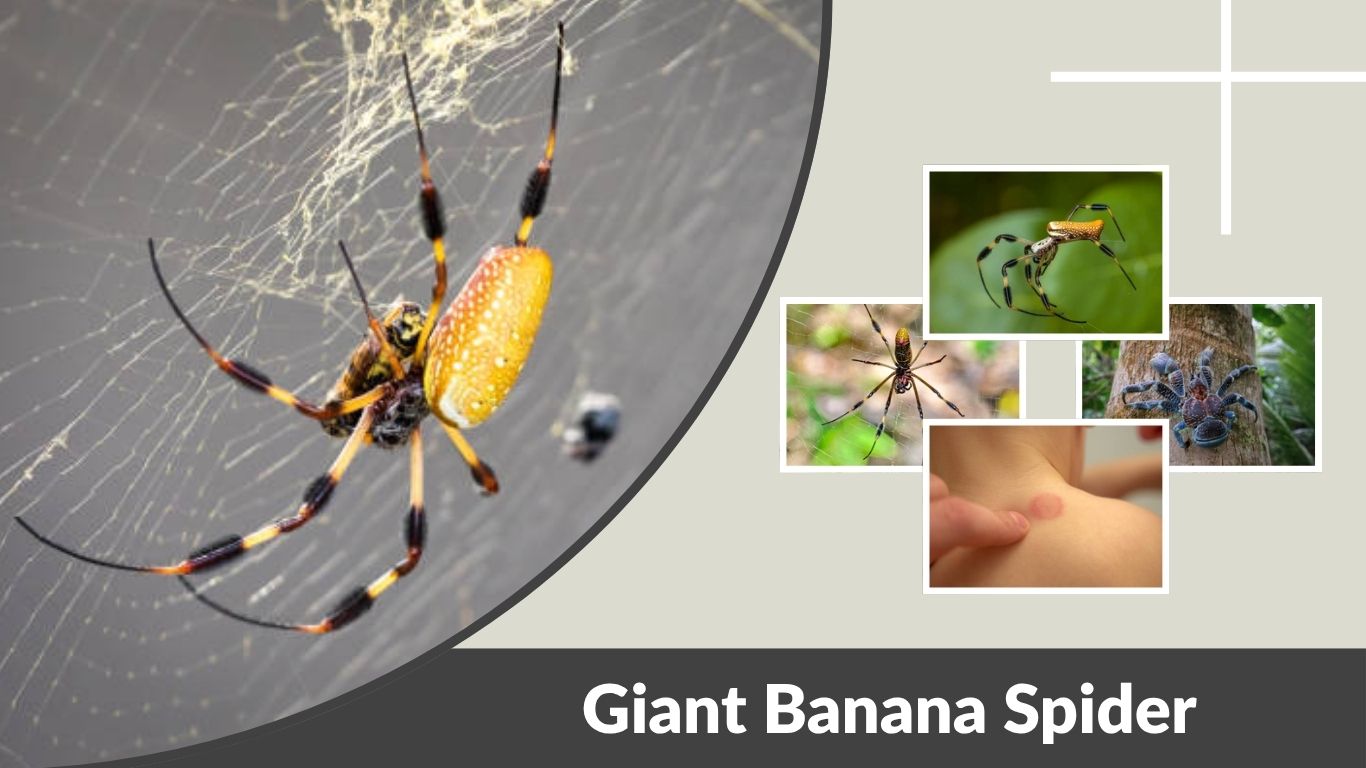 Giant Banana Spider: Size, Behavior, and Safety Guide