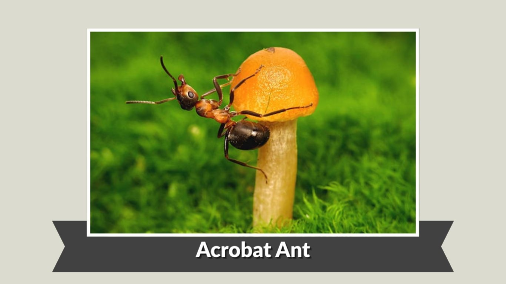 Acrobat Ant