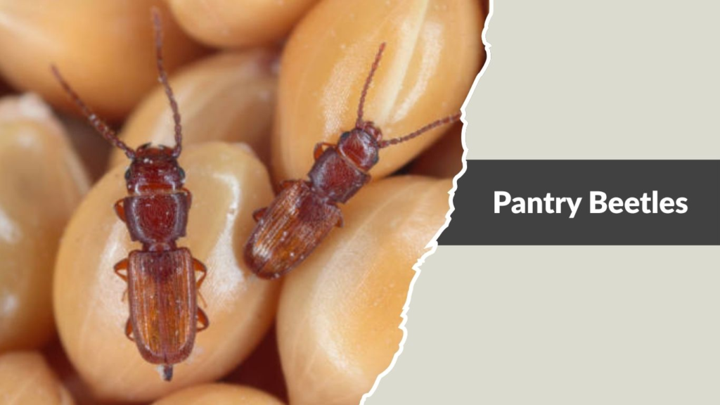 Pantry Beetles