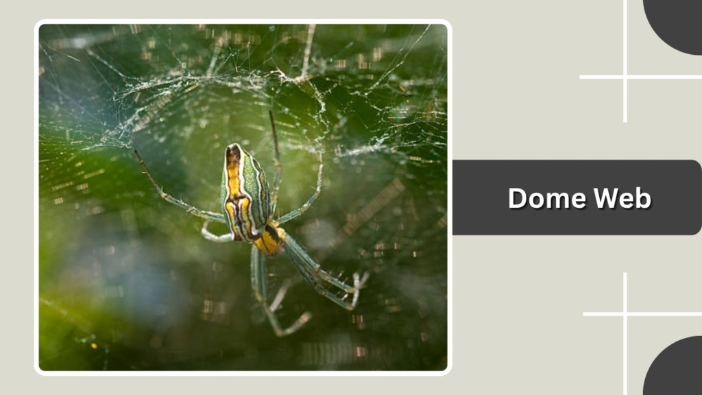 Dome Web