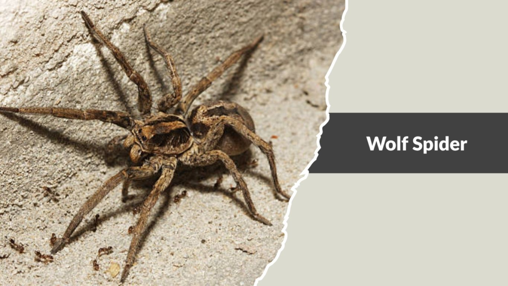 Wolf Spider