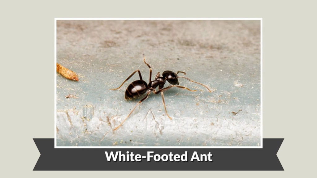 White-Footed Ant