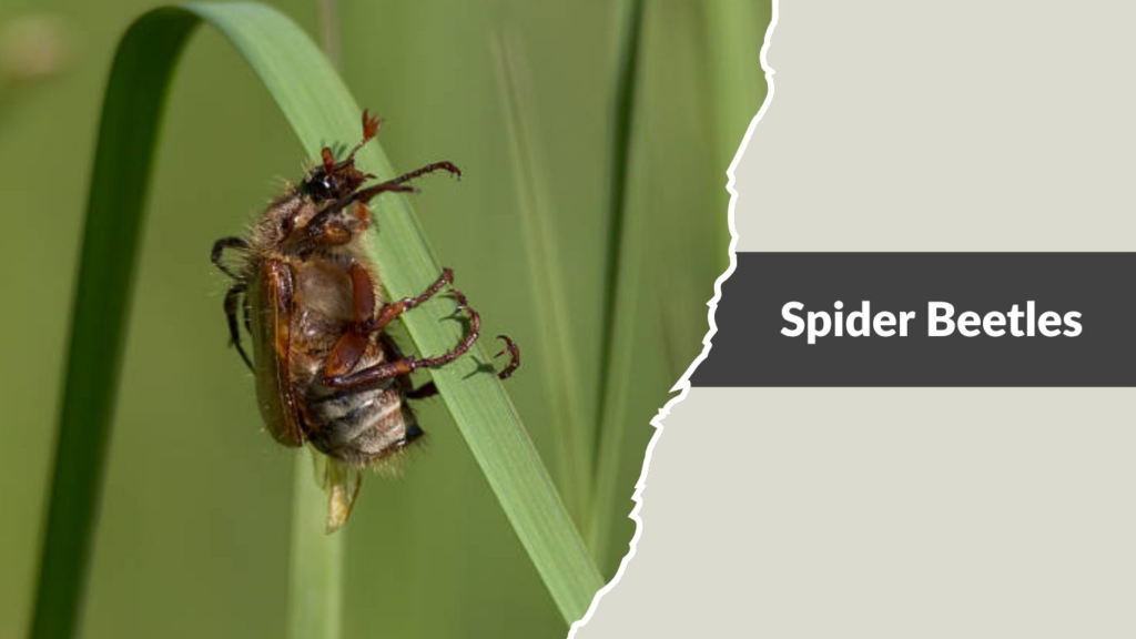 Spider Beetles