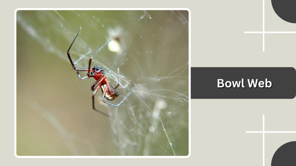 Bowl Web