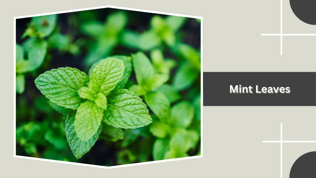 Mint Leaves