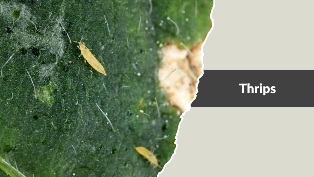 Thrips