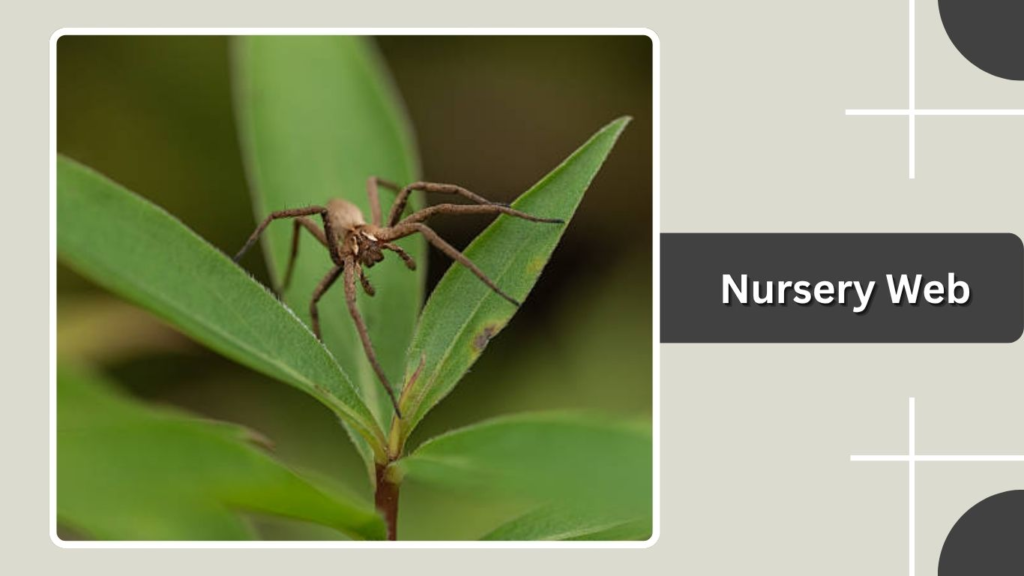 Nursery Web
