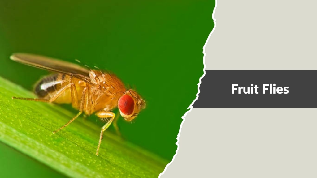 Fruit Flies