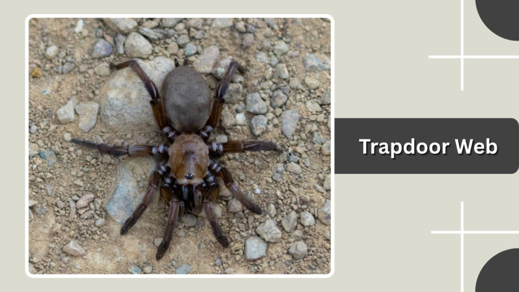 Trapdoor Web