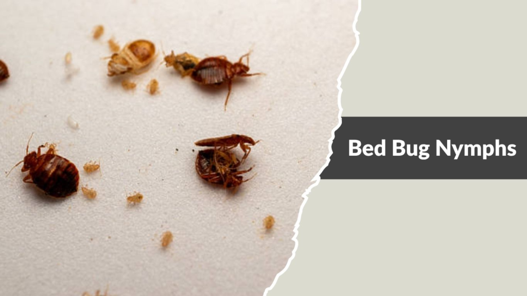 Bed Bug Nymphs