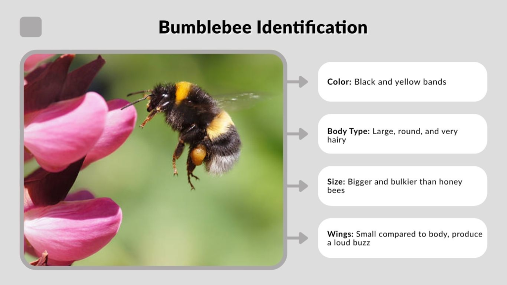 Bumblebee Identification