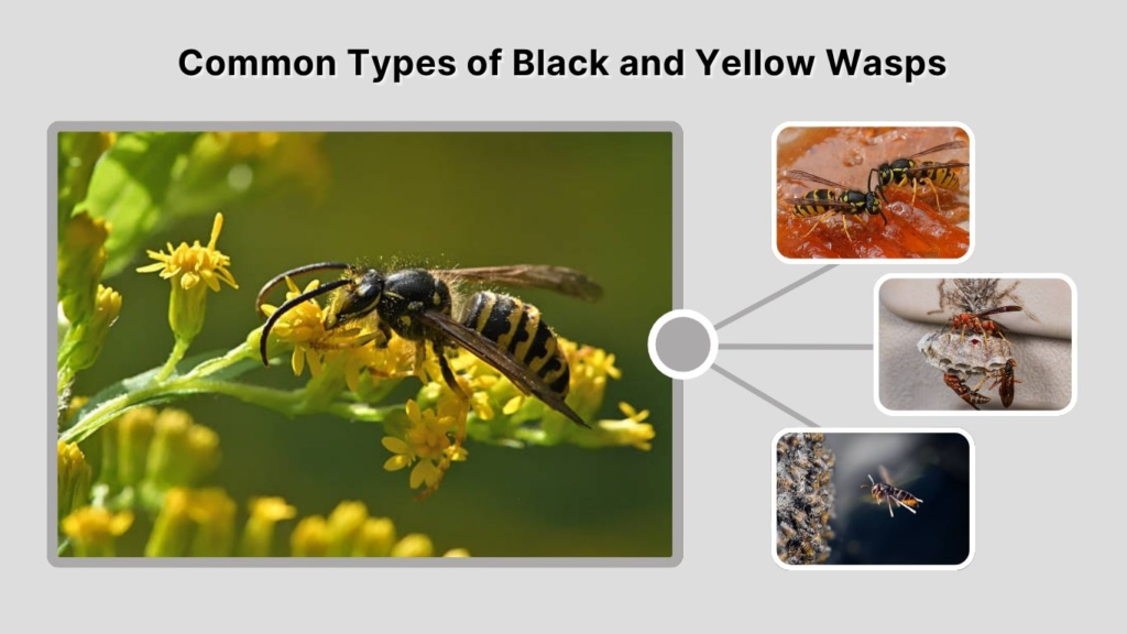 Common Types of Black and Yellow Wasps