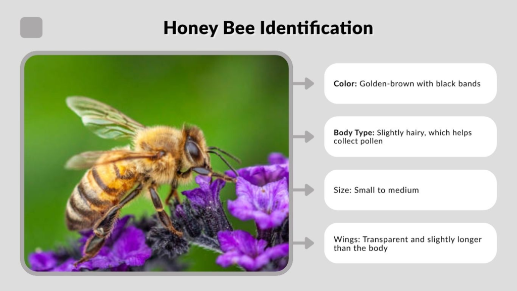 Honey Bee Identification
