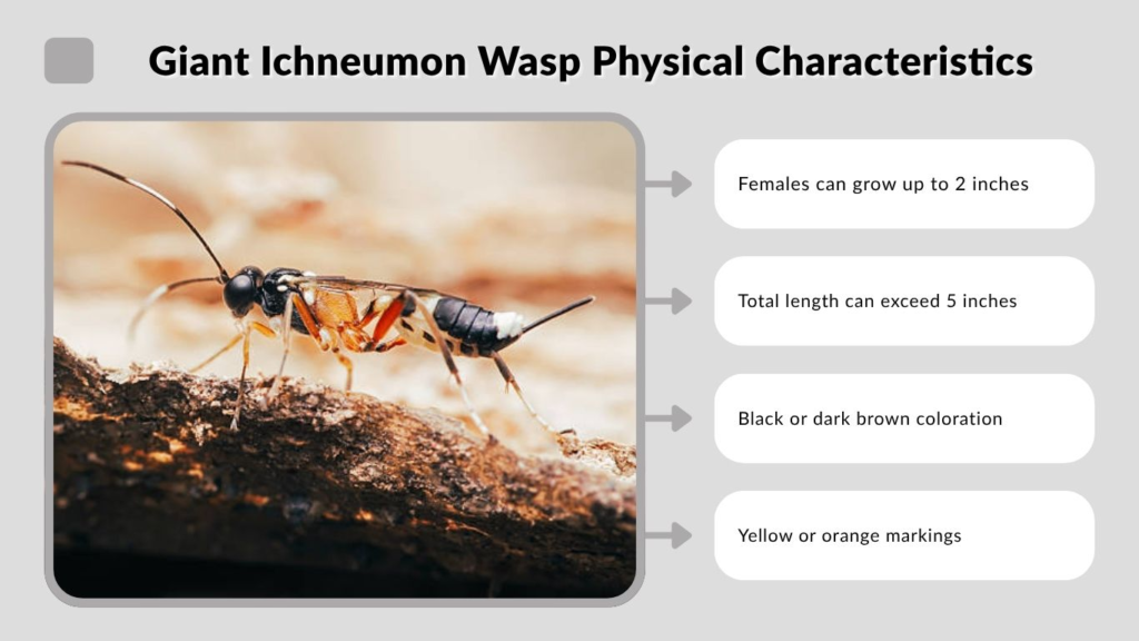 Giant Ichneumon Wasp Physical Characteristics