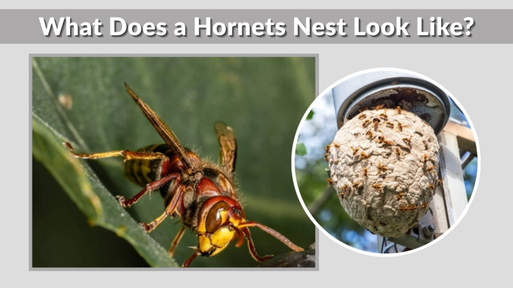 What Does a Hornets Nest Look Like?
